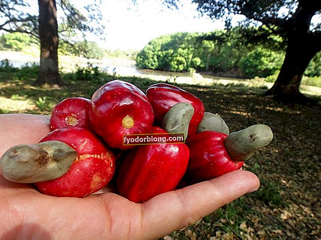 Kešu ořechy jsou skvělé pro zdraví! - Výhody, způsob konzumace a recepty